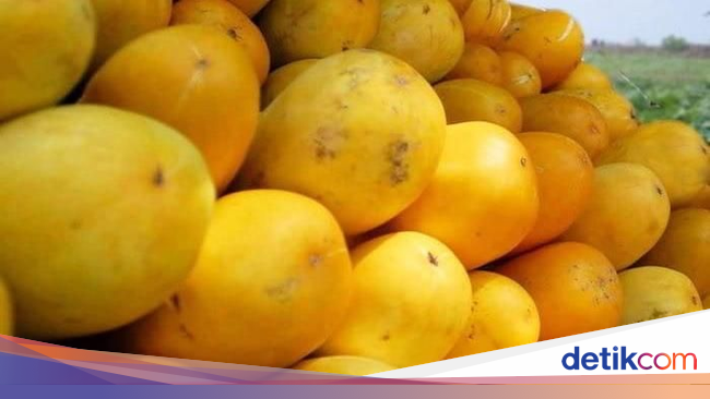 untuk makanan sahur tips Memilih Timun Juicy Renyah 5 Suri yang dan Tips untuk makanan sahur tips Memilih Timun Juicy Renyah 5 Suri yang dan Tips