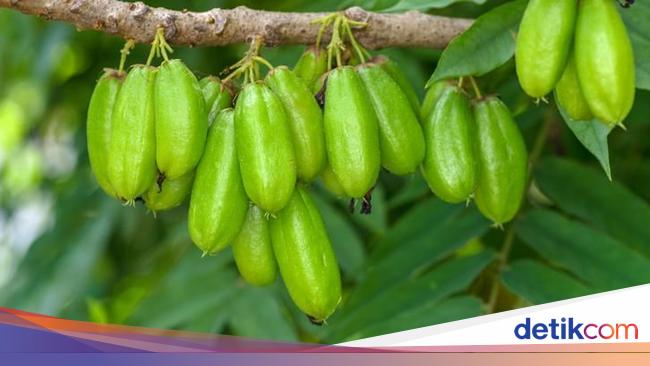 Belimbing Wuluh: Si Kecil Asam dengan Segudang Manfaat Kesehatan yang Jarang Disadari!
