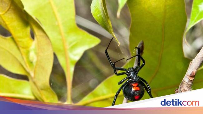 Digigit Laba-laba Janda Hitam, Pria Ini Enggak Bisa Kencing