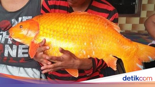 7800 Koleksi Foto Penampakan Ikan Raksasa Terbaru