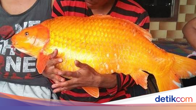 Penampakan Ikan Mas Raksasa yang Ditangkap di Danau Toba 