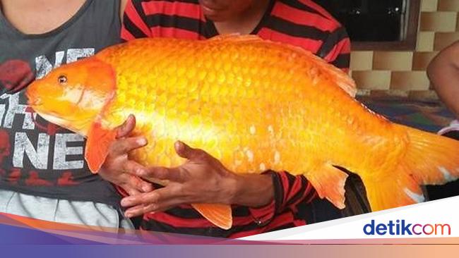 Penampakan Ikan Mas Raksasa Yang Ditangkap Di Danau Toba