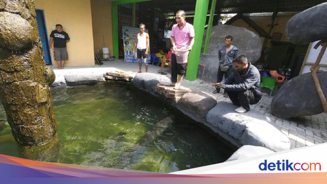 Pengakuan Mengejutkan Pemelihara Ikan Predator Arapaima Pengakuan Mengejutkan Pemelihara Ikan Predator Arapaima
