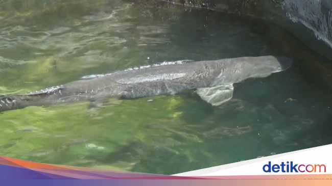 Mau Tahu Biaya 'Menghidupi' Ikan Arapaima? Ini Kata Masudin Mau Tahu Biaya 'Menghidupi' Ikan Arapaima? Ini Kata Masudin