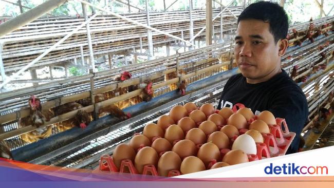 Kementan Upayakan Peternak Ayam Petelur Tetap Untung