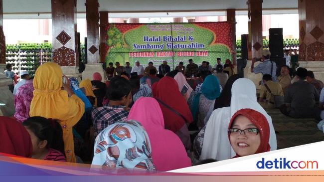 Blitar Pasok Telur Ke Jakarta Ratusan Peternak Ayam Syukuran