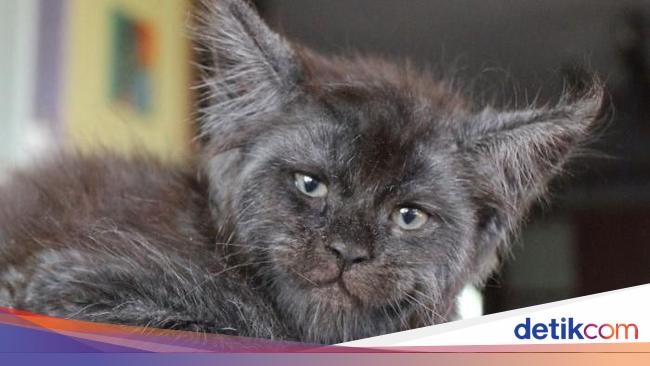 Unduh 7800 Koleksi Gambar Ebbo Kucing Paling Baru Gratis HD