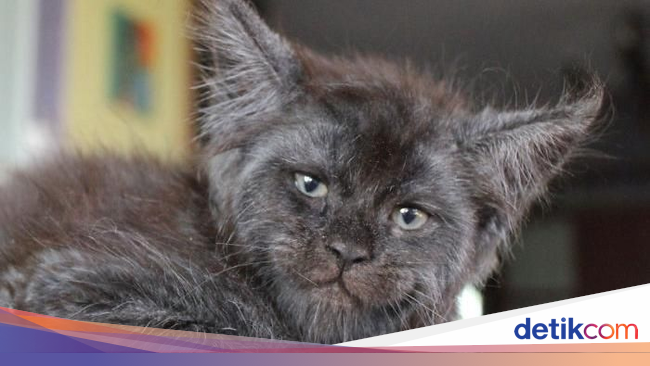 Viral Wajah Kucing  Mirip Manusia Lucu atau Seram  