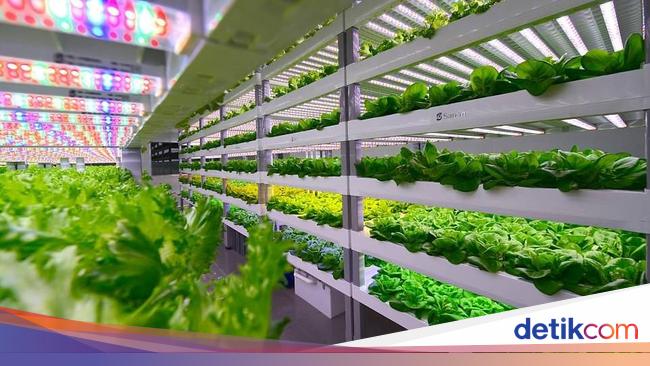  Tanpa Sinar Matahari Smart Farm Ini Hasilkan 10 Ton 