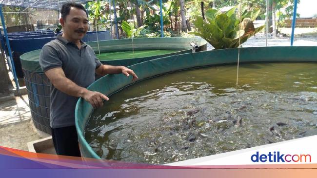 Cerita Komarudin Sukses Budidaya Lele Yang Tak Amis Dengan Bioflok Cerita Komarudin Sukses Budidaya Lele Yang Tak Amis Dengan Bioflok