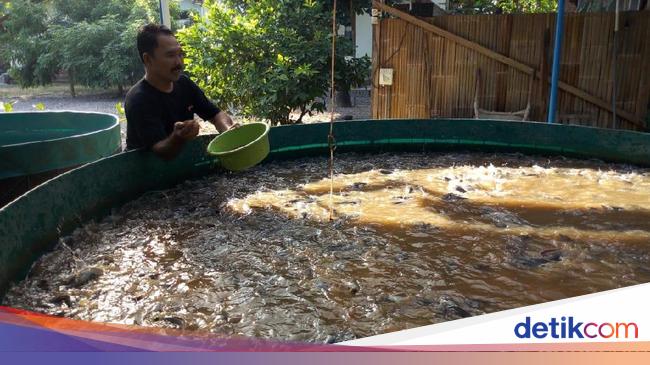 5 Cara Budidaya Ikan Lele Dengan Terpal Yang Mudah Bagi Pemula 5 Cara Budidaya Ikan Lele Dengan Terpal Yang Mudah Bagi Pemula