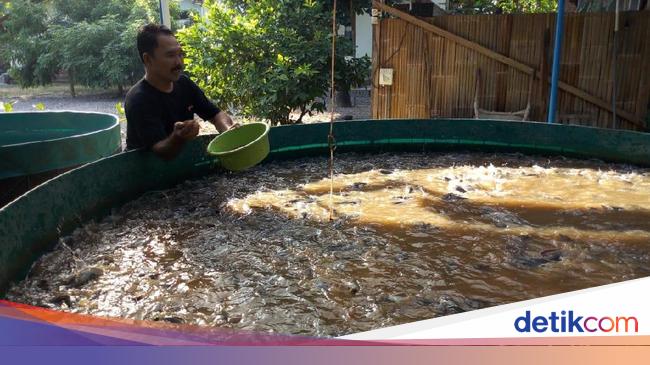 5 Cara Budidaya Ikan Lele Dengan Terpal Yang Mudah Bagi Pemula
