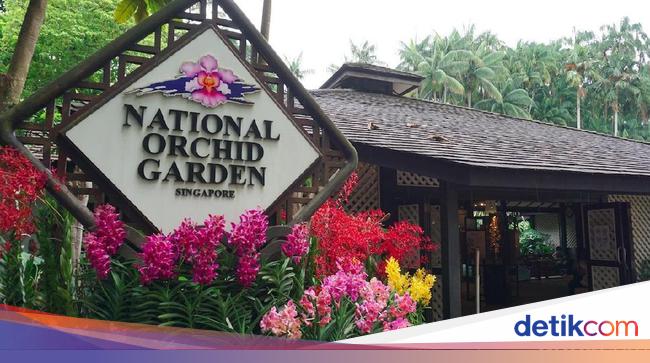 Melihat Aneka Bunga Anggrek dari Berbagai Negara di Singapura Melihat Aneka Bunga Anggrek dari Berbagai Negara di Singapura