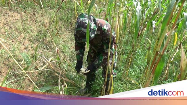 Babi Hutan Rusak Perkebunan Jagung Di Banjarnegara