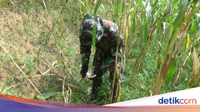 Babi Hutan Rusak Perkebunan Jagung Di Banjarnegara Babi Hutan Rusak Perkebunan Jagung Di Banjarnegara