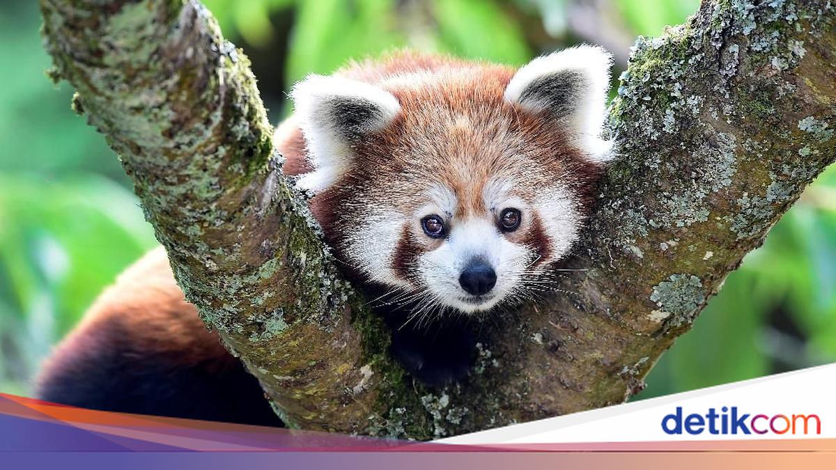 Hari Hewan Sedunia 2025: Tema, Tujuan, dan Cara Merayakan