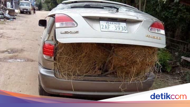 Orang Kaya Mobil Mewah untuk Angkut Jerami Orang Kaya Mobil Mewah untuk Angkut Jerami