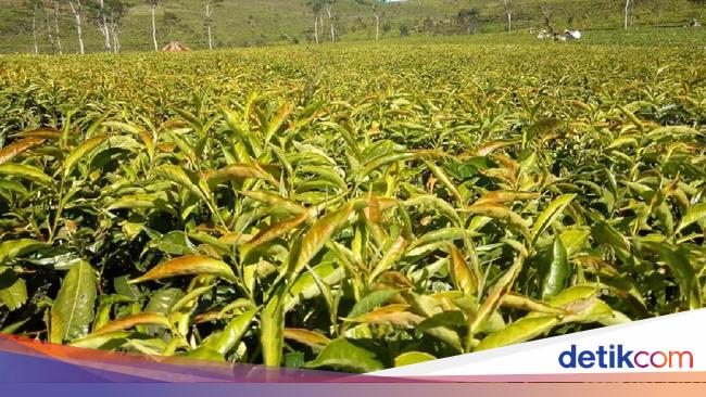  Daerah  Yang Diusahakan  Menjadi Lahan  Pertanian  Di  Negara 