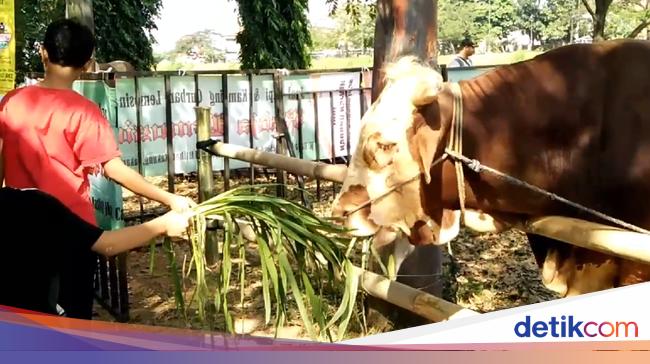 Cara Menjaga Mood Hewan Kurban Agar Dagingnya Sehat Saat Cara Menjaga Mood Hewan Kurban Agar Dagingnya Sehat Saat