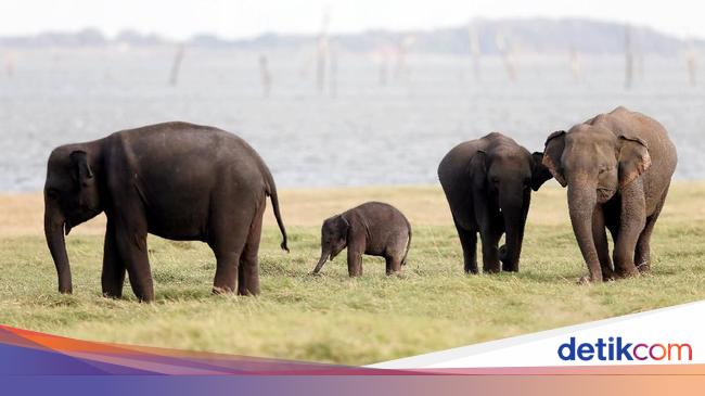 Unduh 6400 Gambar Gajah Naik Sepeda Keren 