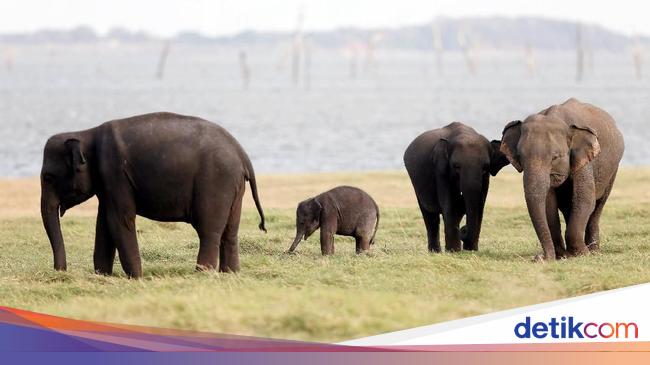 7 Haiwan Paling Berat Di Dunia Iluminasi