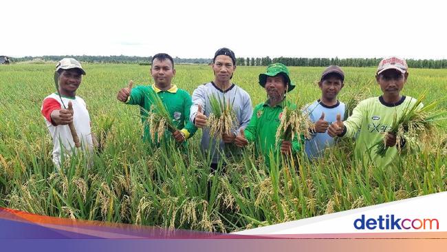 Hasil Survei Tunjukkan Lahan Cetak Sawah di Merauke Layak Tanam