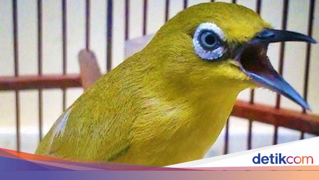 Burung Kicau Yang Baru Masuk Daftar Satwa Dilindungi