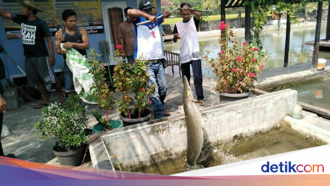 Ini Ikan  Aligator  yang Disita dari Pehobi di Pangandaran