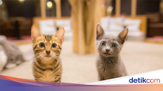 Menyayangi Kucing Dalam Pandangan Islam Seperti Apa Ya Menyayangi Kucing Dalam Pandangan Islam Seperti Apa Ya