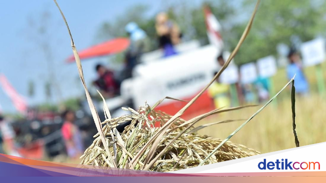  Petani Lamongan Budidaya Beras Jepang Bahan Baku Sushi