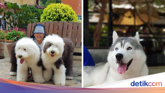 Asyik Di 10 Kafe Ini Bisa Makan Sambil Main dengan Hewan Lucu Asyik Di 10 Kafe Ini Bisa Makan Sambil Main dengan Hewan Lucu