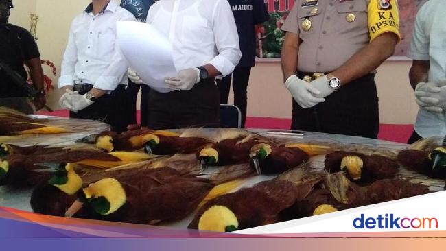 Terbaru 14 Gambar Tato Cendrawasih Terbaru 14 Gambar Tato Cendrawasih