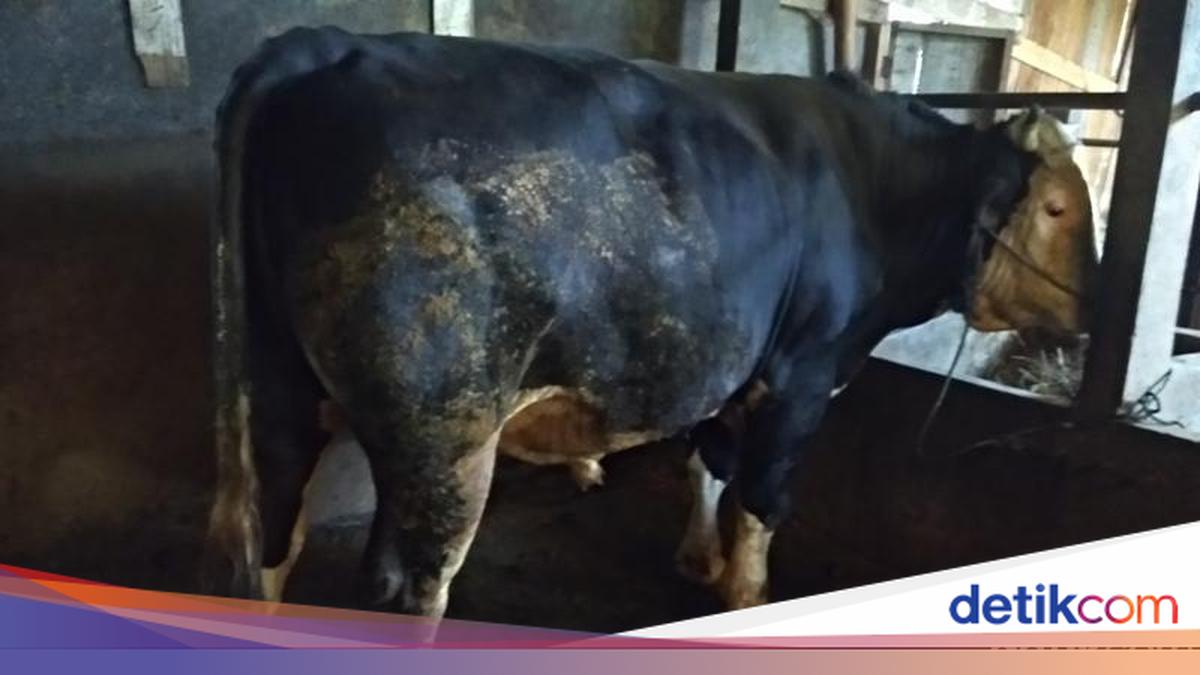 Melihat Sapi-sapi Jumbo dari Lereng Gunung Merbabu
