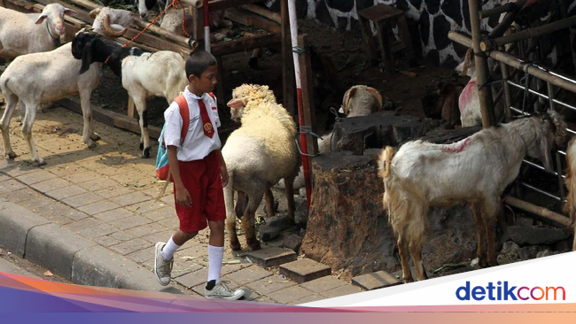 Hewan Kurban yang Sehat Itu Seperti Apa Sih? Yuk Tanya 