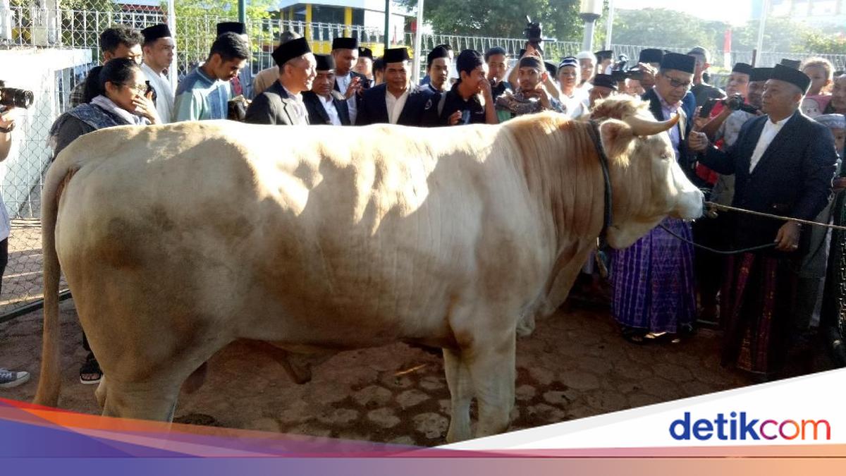Penampakan Sapi 'Si Metal' Jokowi di Makassar