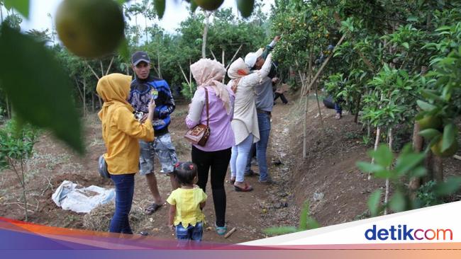 Piknik Bersama Keluarga di Kebun Jeruk Jersey Bandung