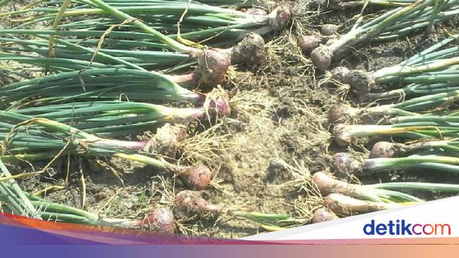 image of Harga Terjangkau, Bibit Bijih Cocok untuk Petani Bawang