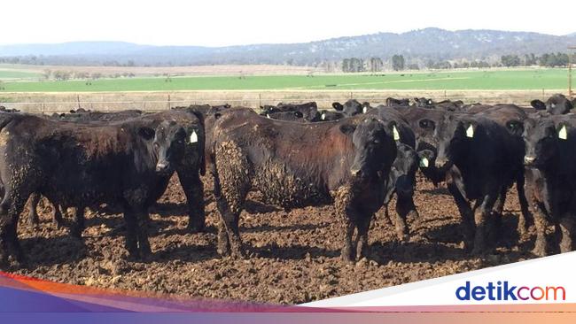 Yuk Lihat Peternakan Sapi Hitam Terbesar Dunia di 