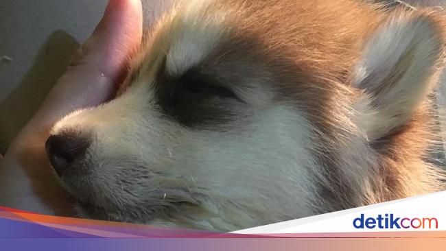 Siberian Husky Mati Dokter Hewan Di Tangsel Lolos Gugatan Rp 1 5 M