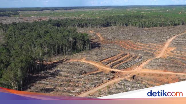 Soal Investigasi Pembakaran Hutan Di Papua Klhk Itu Video Tahun 2013