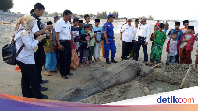 Ikan Hiu Tutul Ditemukan Mati Terdampar di Pantai Tuban