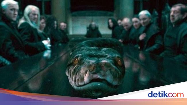 Tentang Nagini Ular di  Harry  Potter  yang Mitosnya dari Jawa