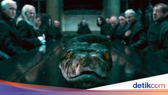 Tentang Nagini Ular di Harry Potter yang Mitosnya dari Jawa Tentang Nagini Ular di Harry Potter yang Mitosnya dari Jawa