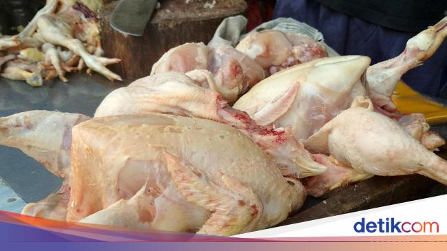 Duh Harga Daging Ayam Tembus Rp 52 000 Ekor Duh Harga Daging Ayam Tembus Rp 52 000 Ekor