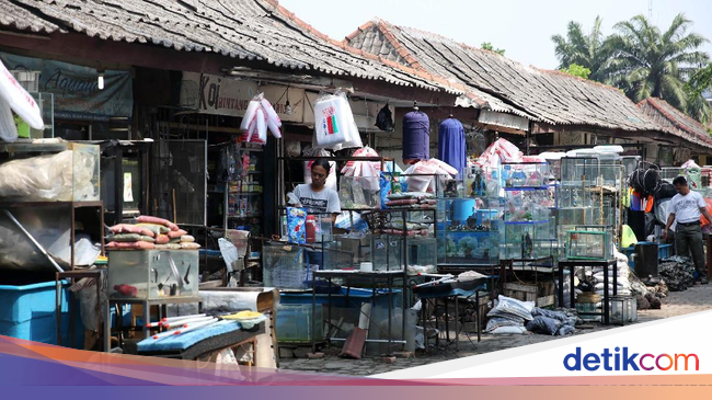 Berkunjung ke Sentra Ikan Hias Raden Inten yang Akan Direnovasi