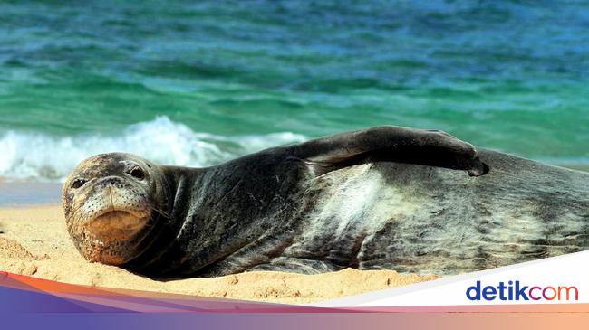 Gemas Singa Laut Juga Bisa Membajak Kapal