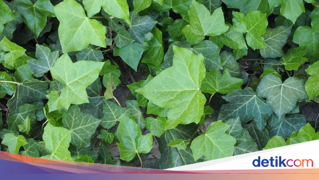 Mengenal iDauni Ivy iTanamani iHiasi yang Bisa Meredakan Batuk Mengenal iDauni Ivy iTanamani iHiasi yang Bisa Meredakan Batuk