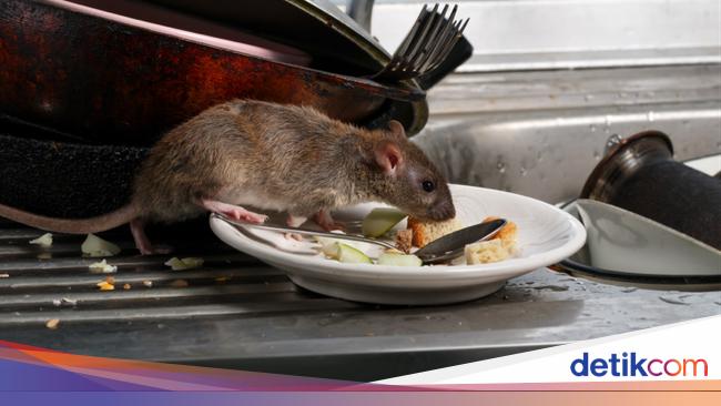 Usir Tikus Dari Dapur Paling Jitu Pakai Lem Super Lengket