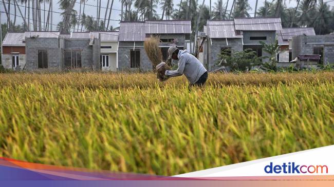 BPS Catat Nilai Tukar Petani Naik, tapi Nelayan Turun