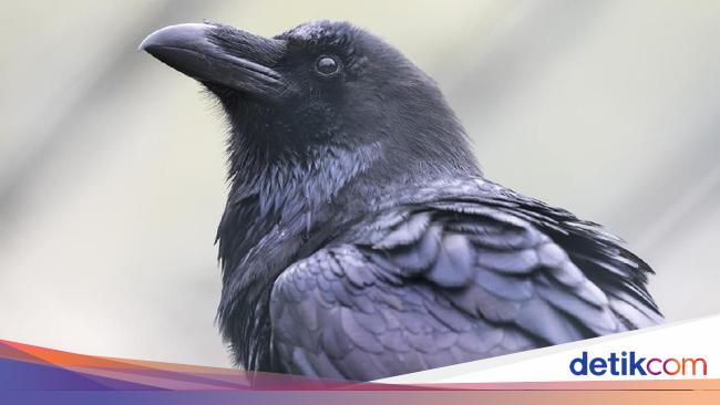 61 Koleksi Gambar Burung Gagak HD Terbaru